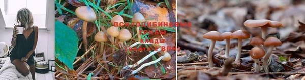 трава Аркадак